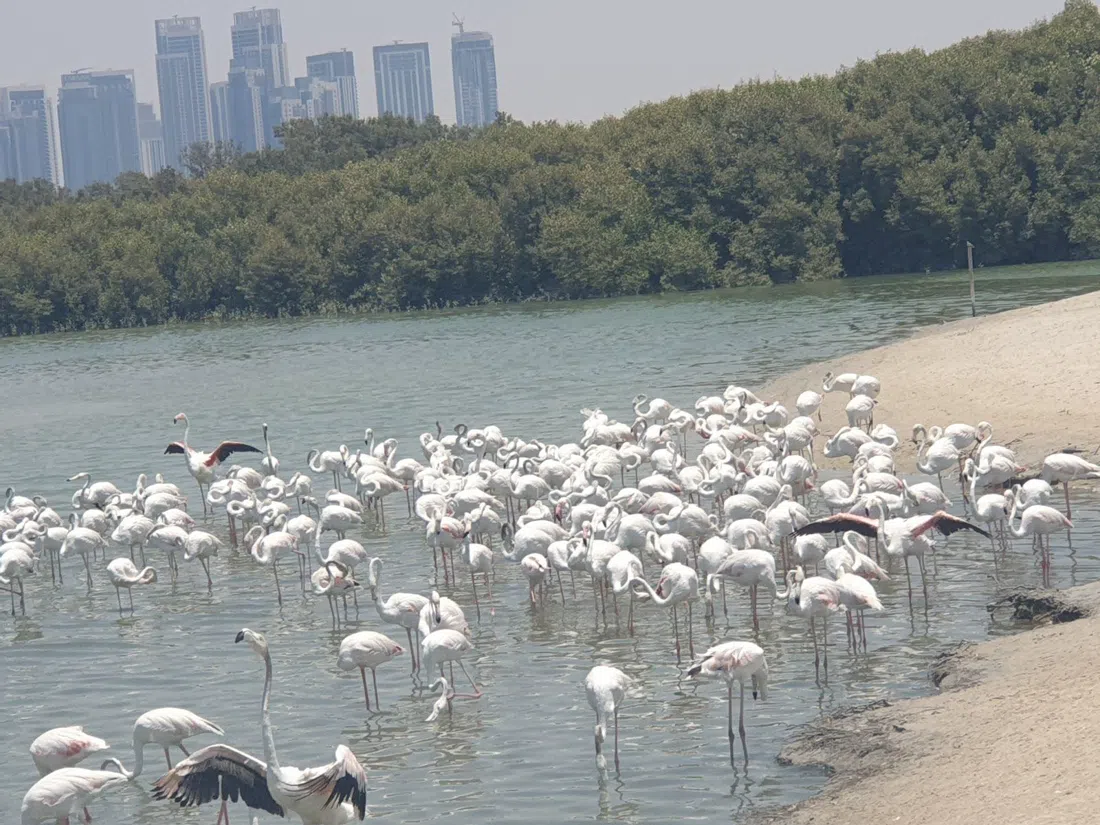 Ras Al Khor Wildlife Sanctuary, Dubai
